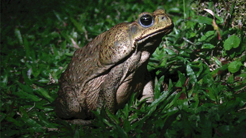 Cineorsa Gertrud Pinkus Film und Regie: SELVA 